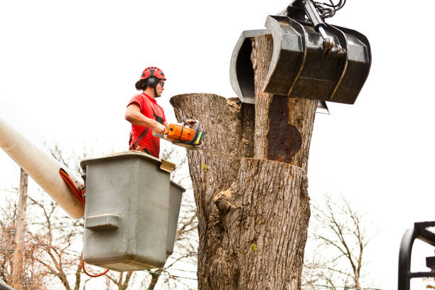 How Our Tree Care Process Works  in  Caraway, AR